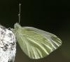 Pieris mannii